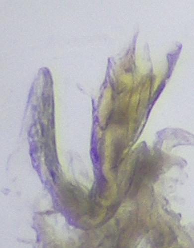Réf. 273 259 : Leptoiulus kervillei